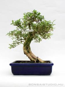 Ezercsillag fa bonsai - Serissa foetida 01.