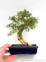 Ezercsillag fa bonsai - Serissa foetida 01.