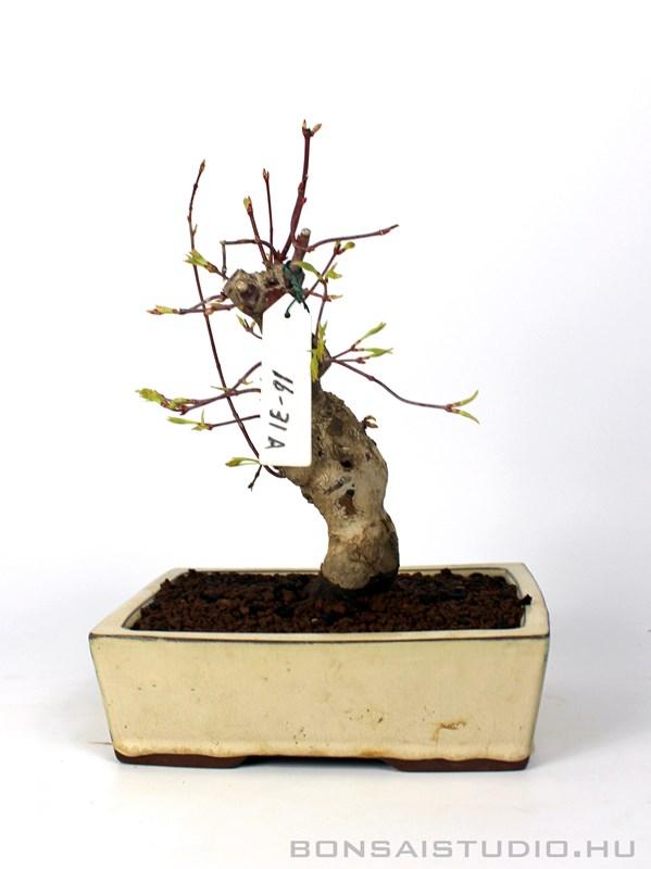 Japán juhar bonsai előanyag 06. bonsai, bonsai alapanyag, bonsai