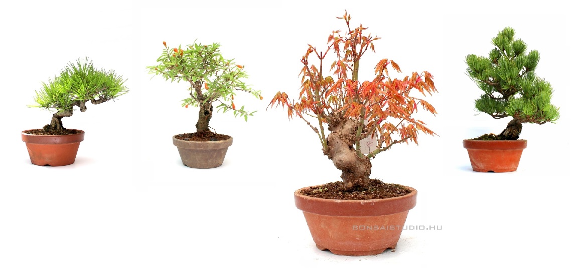 yamadori, bonsai, bonsai eloanyag, bonsai alapanyag, pre bonsai, prebonsai, vasarlas, rendeles, bonsai studio, erd, hungary yamadori és pre bonsai gondozás nevelés tartás
